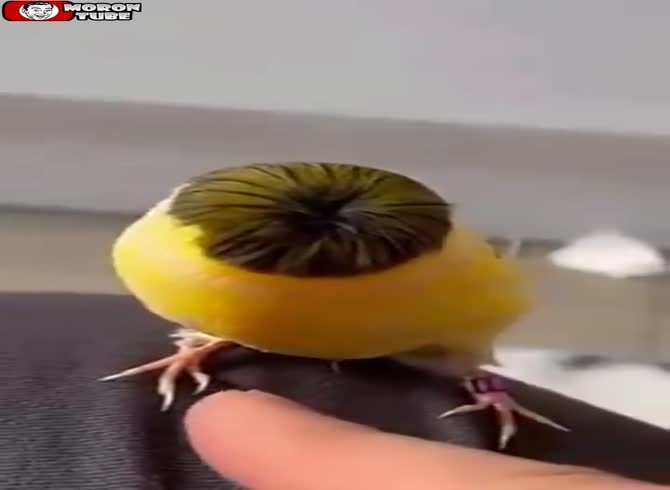 Video :The Corona Gloster canary, the bird whose haircut is no longer really fashionable!